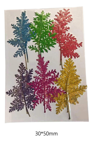 12 Flores Prensadas Secas, Decoraciones Florales, Relleno De