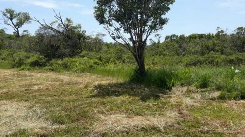 Imagem 13 de 14 de Chácara À Venda Em Itanhaém Medindo 5050m² De Área Total!