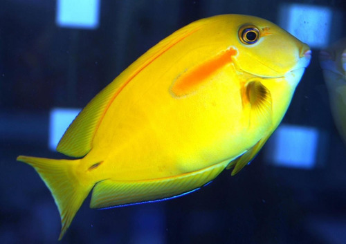 Pez Marino - Acanthurus Olivaceus - Cirujano Banda Naranja