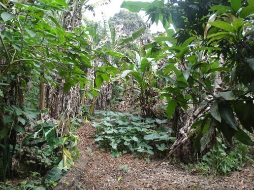 Chácara Com 4 Dormitórios À Venda, 5650 M² Por R$ 700.000,00 - Guacuri - Itupeva/sp - Ch0212