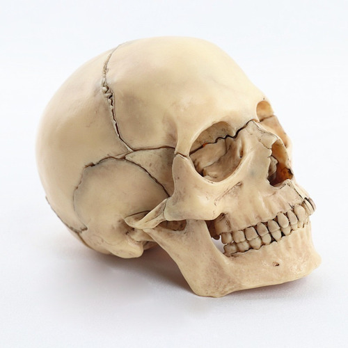 Modelo Craneo Humano Anatomia 1:2 Tamaño En 15 Ptos