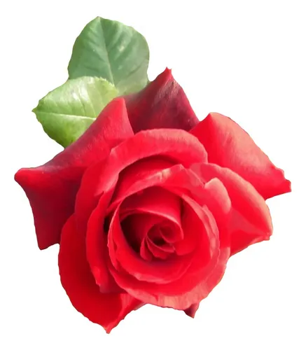 comprar Rosales Rosauer, Espectaculares, 144 Variedades !!!!!!!!!