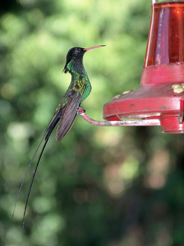 Cuadro 20x30cm Colibri Hummingbird Ave Naturaleza Animal M1