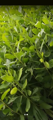 Plantas De Acacia Mangium