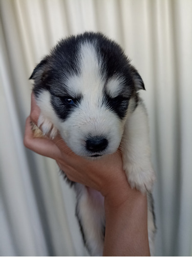 Filhote De Husky Siberiano Fêmea 