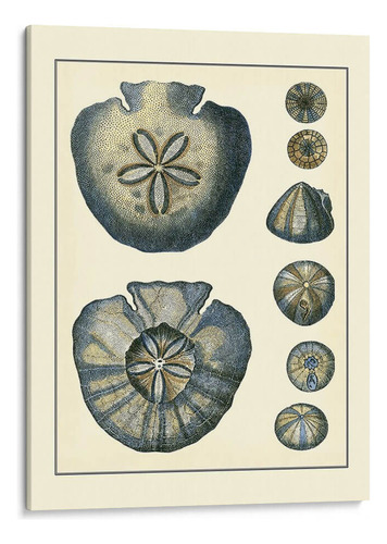 Canvas Lab Cuadro Antiguo Azul Sanddollar 60x80