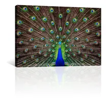Comprar Cuadro Decorativo Animales Canvas Otros Hermoso Pavorreal