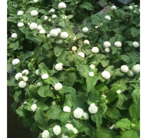100 Sementes De Flor Perpétua Branca | Parcelamento sem juros
