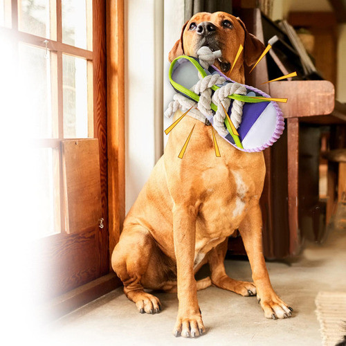 Juguete Para Morder Para Perros, Borde De Zapato Morado