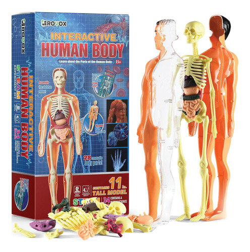 Figura De Anatomía Interactiva Del Cuerpo Humano Posable