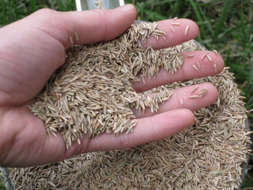 2 Kilos Semillas De Pasto Nacional Variedades Para Sembrar 