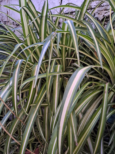 Planta Cinta (mala Madre). 