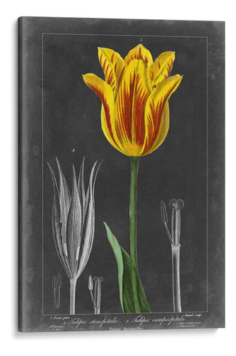 Canvas Lab Cuadro Tulipán De Medianoche V 120x180