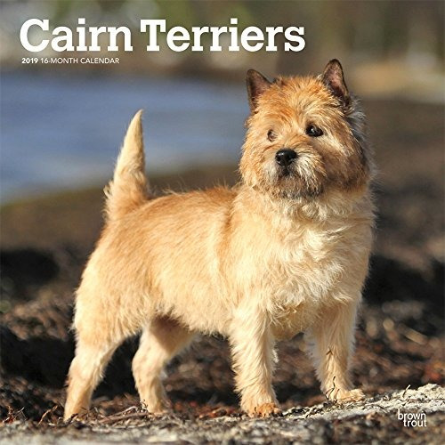 Cairn Terriers 2019 12 X 12 Pulgadas Mensual Cuadrado Pared 