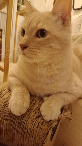 Cuidado De Gatitos A Domicilio (no Es Pensionado)