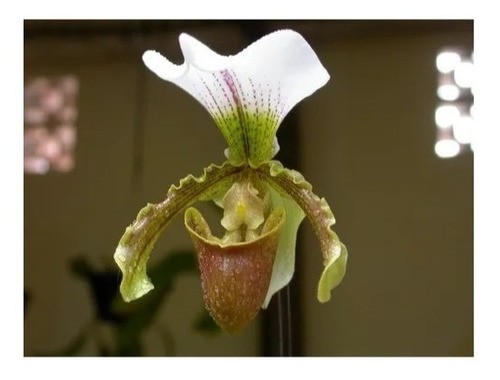 Mudas De Orquídeas Sapatinho Paphiopedilum Leeanum Semadulta | MercadoLivre