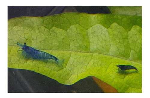 Imagen 6 de 10 de Camaron Blue X 10 Gambas Azules Neocaridina Fotos Reales!!!!