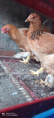 Imagen 4 de 6 de Gallina Brahma