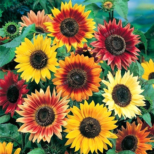 Girasol  Colores Cálidos 15 Semillas Fácil De Sol  Sdqro2