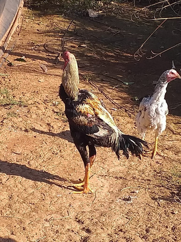 Ovos E Frangos   E Frangas Gigante Osasco/sorocaba