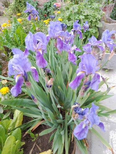 Lirio Germanico Azul X 4 Unidades - Iris Azul