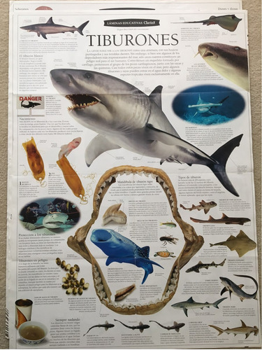 Láminas Educativas Clarin Tiburones