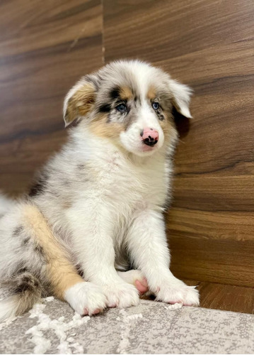 Border Collie Blue Merle Tricolor 