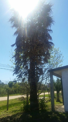 Palmera Washingtonia Filifera