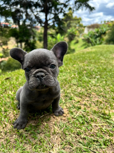 Cachorro Bulldog Francés Blue