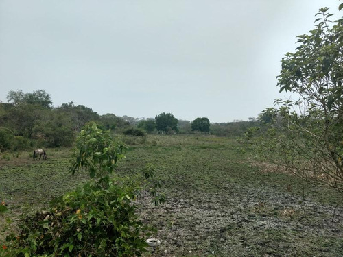Venta Rancho 50 Hectareas Tampache Tamiahua Veracruz
