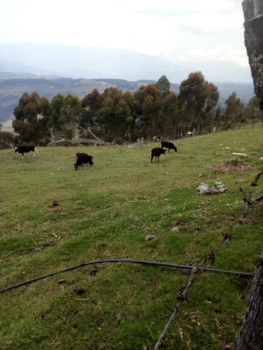 Imagen 8 de 20 de Finca En Casa Via El Padre De 45 Hectáreas