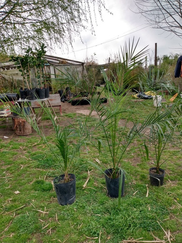 Palmera Pindo - Yatay- Nativas - Vivero Rolocampo