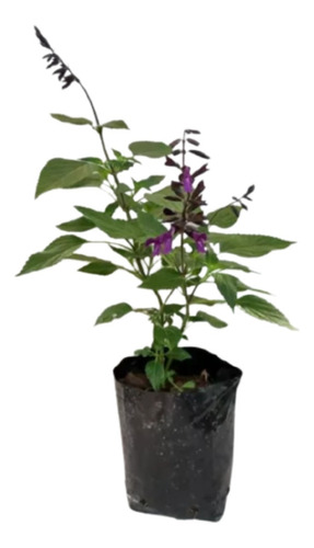 Planta Salvia Guaranitica 