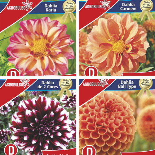 Bulbos Florales Importados Amaryllis Dahlias Gladiolos