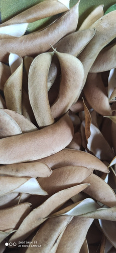 Mix Semilla Porotos Variado A Elección Cinco Variedades