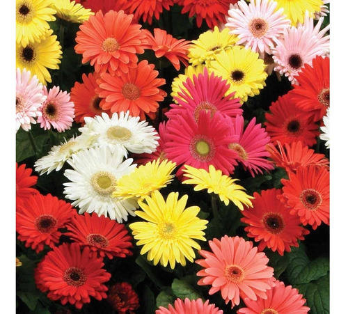 Semilla Gerbera Margarita Africana -as- Origen Holanda | MercadoLibre