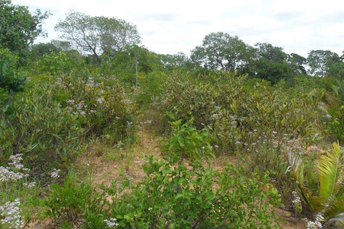 Fazenda Com 2 Dormitórios À Venda, 10599600 M² Por R$ 3.675.000,00 - Zona Rural - Bonfinópolis De Minas/mg - Fa0003
