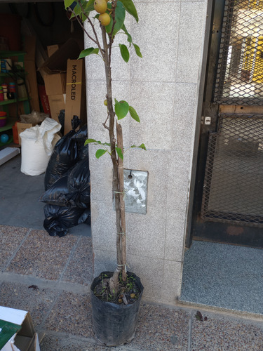 Pera Nashi Asiática Con Frutos Peral Árbol Injertado Boedo