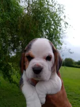 Comprar Cachorros Machos Beagle