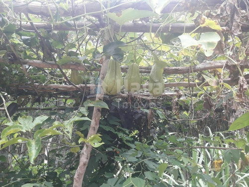 Imagem 9 de 20 de Chácara À Venda No Bairro Brilhante Ii - Itajaí/sc - 2156c