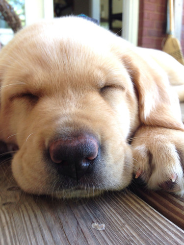 Cachorros Labrador Envio Gratis En Caba Y Gba Soy Martina