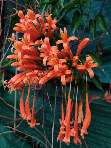 Bignonia Venusta 3l De Invierno Flor Naranja Trepadora 