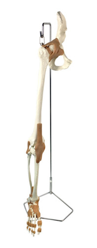 Modelo Anatômico Esqueleto Membro Inferior Articulação Femur