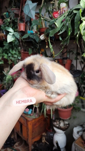 Conejitos Mini Lop (orejas Caídas) Listos Para Entrega 