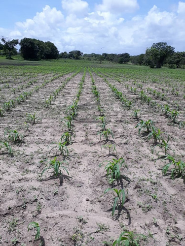 Imagen 11 de 14 de Se Vende Finca Jusepin Edo Monagas Ve01-1458ju-rcor