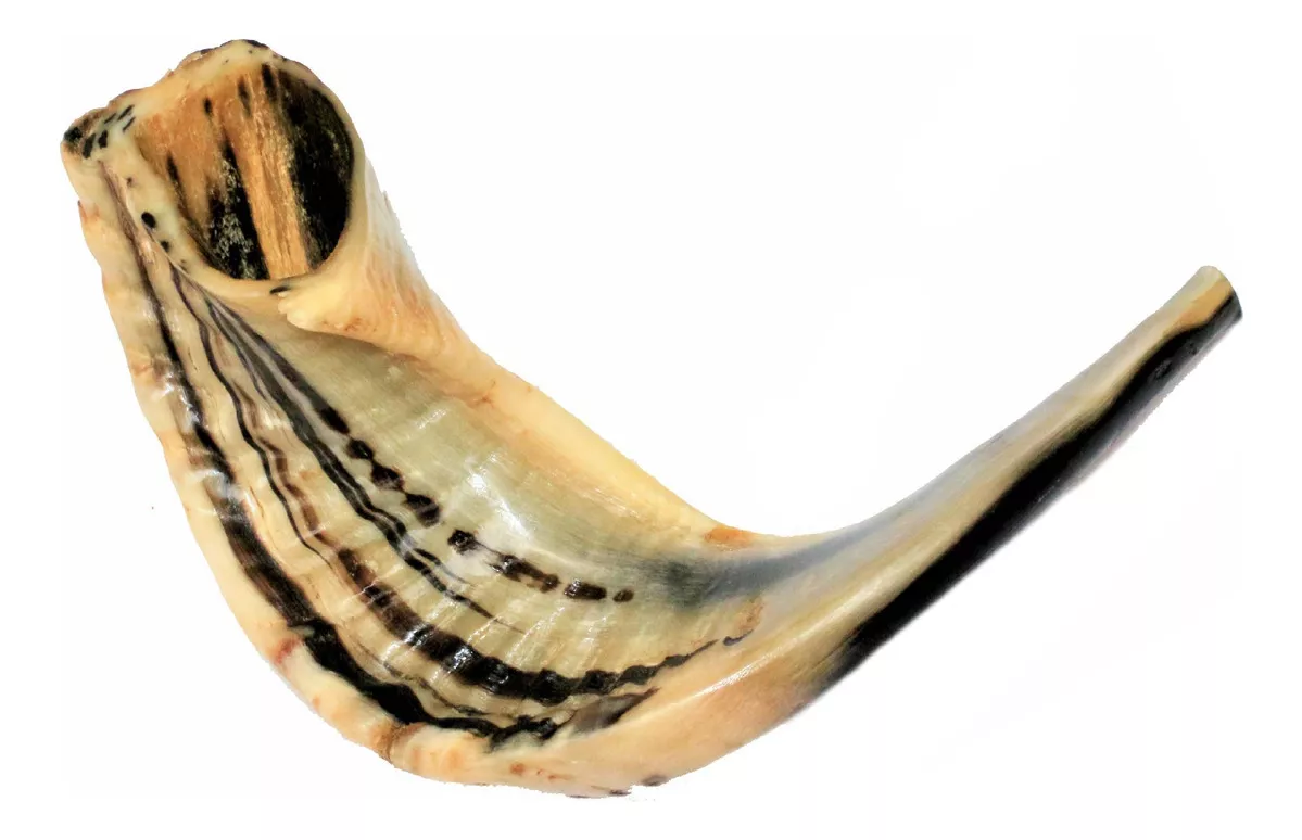 Primeira imagem para pesquisa de instrumento shofar 148 00 reais