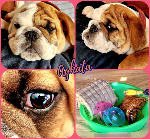 Bulldog Ingleses - Hembritas Y Machitos. Insuperable Linaje Hembrita Agatha - Bayo Sable Con Señas Blancas