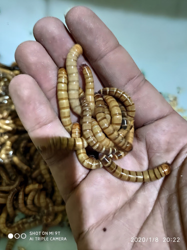 Tenébrios Gigantes Pote Com 50 Para Pesca Piau Piapara
