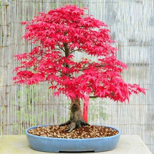 40 Sementes Bonsai Acer Palmatum Vermelho Árvore P/ Mudas
