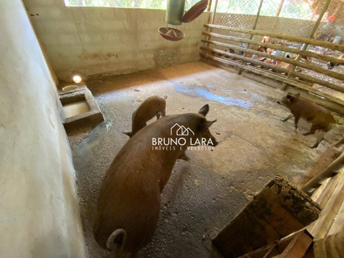 Imagem 20 de 30 de Sítio À Venda Em Igarapé Bairro Jardim Vila Rica - Si0095